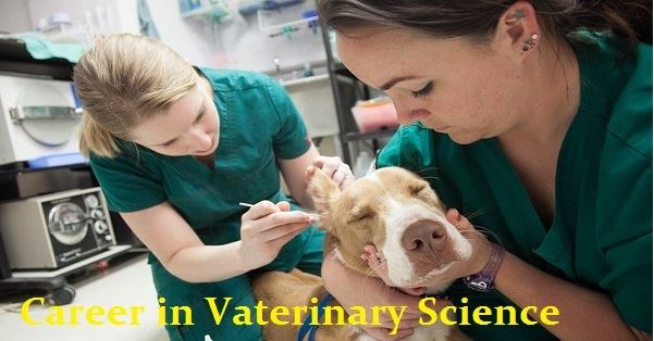 Career in Veterinary Sciences